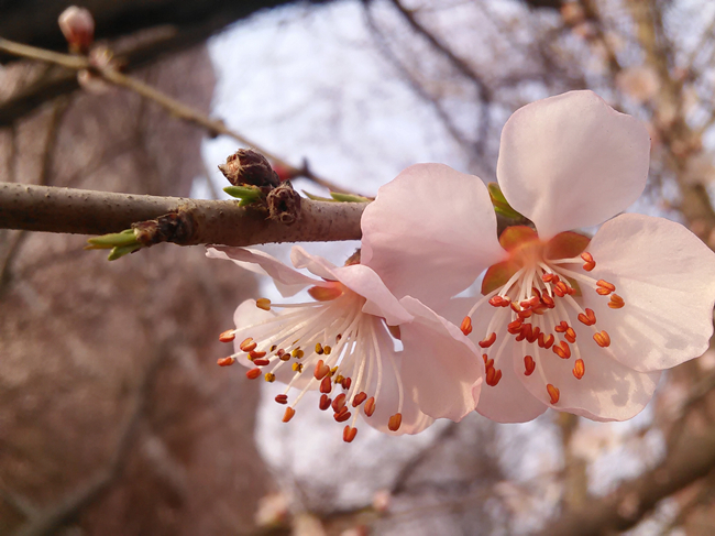 新区 樱花